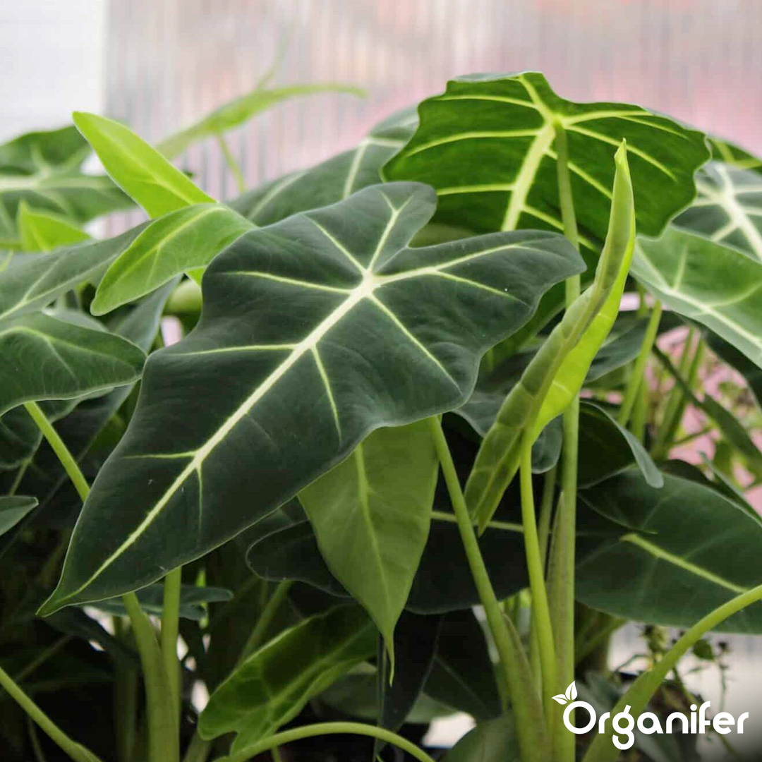 liquid fertiliser Alocasia
