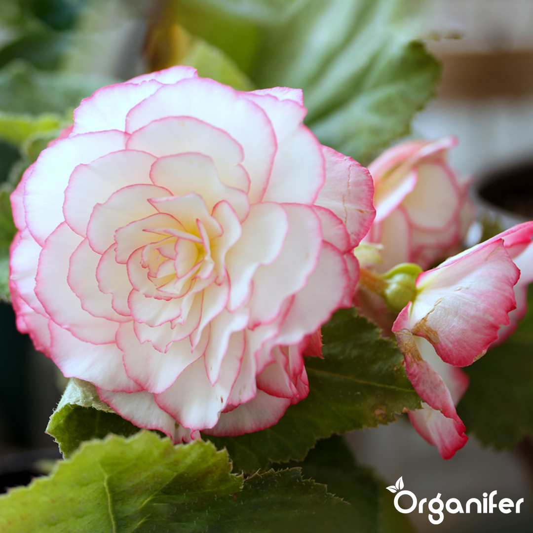 liquid fertiliser Begonia