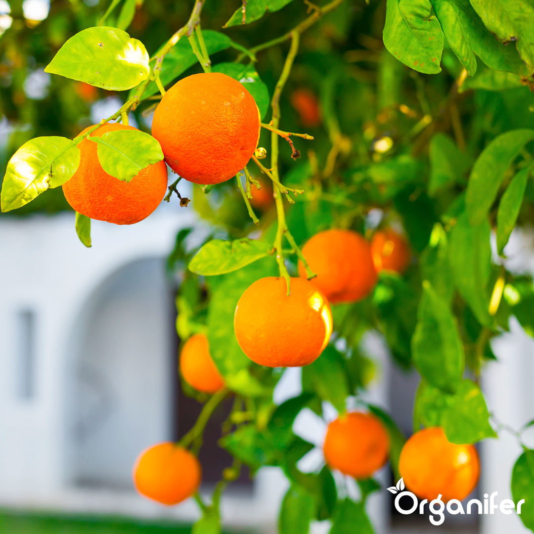 liquid fertiliser citrus