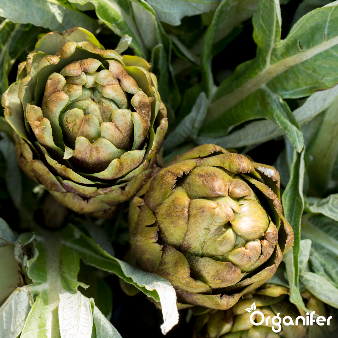 liquid fertiliser artichoke