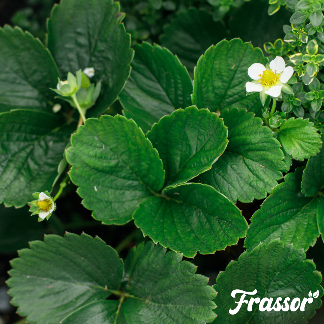 Frassor Lapų Atsparumo Koncentratas – 1 l 1000 m2