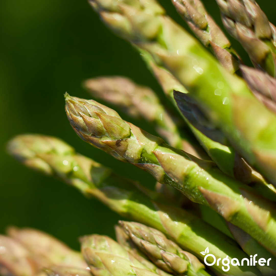 liquid fertiliser asparagus
