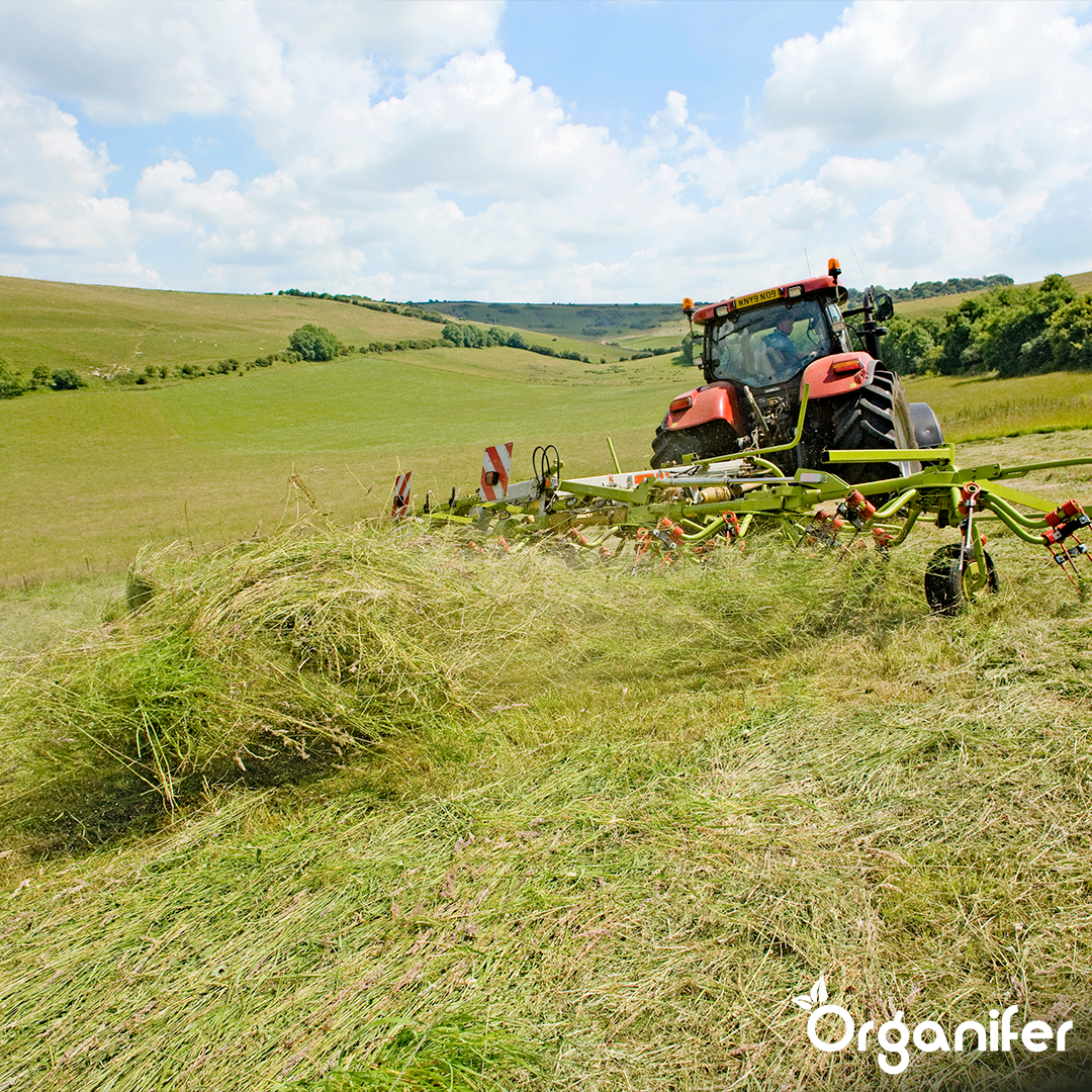 Semences de graminées pour foin - Herbe pour foin et ensilage (40x = 600 kg pour 10 ha)