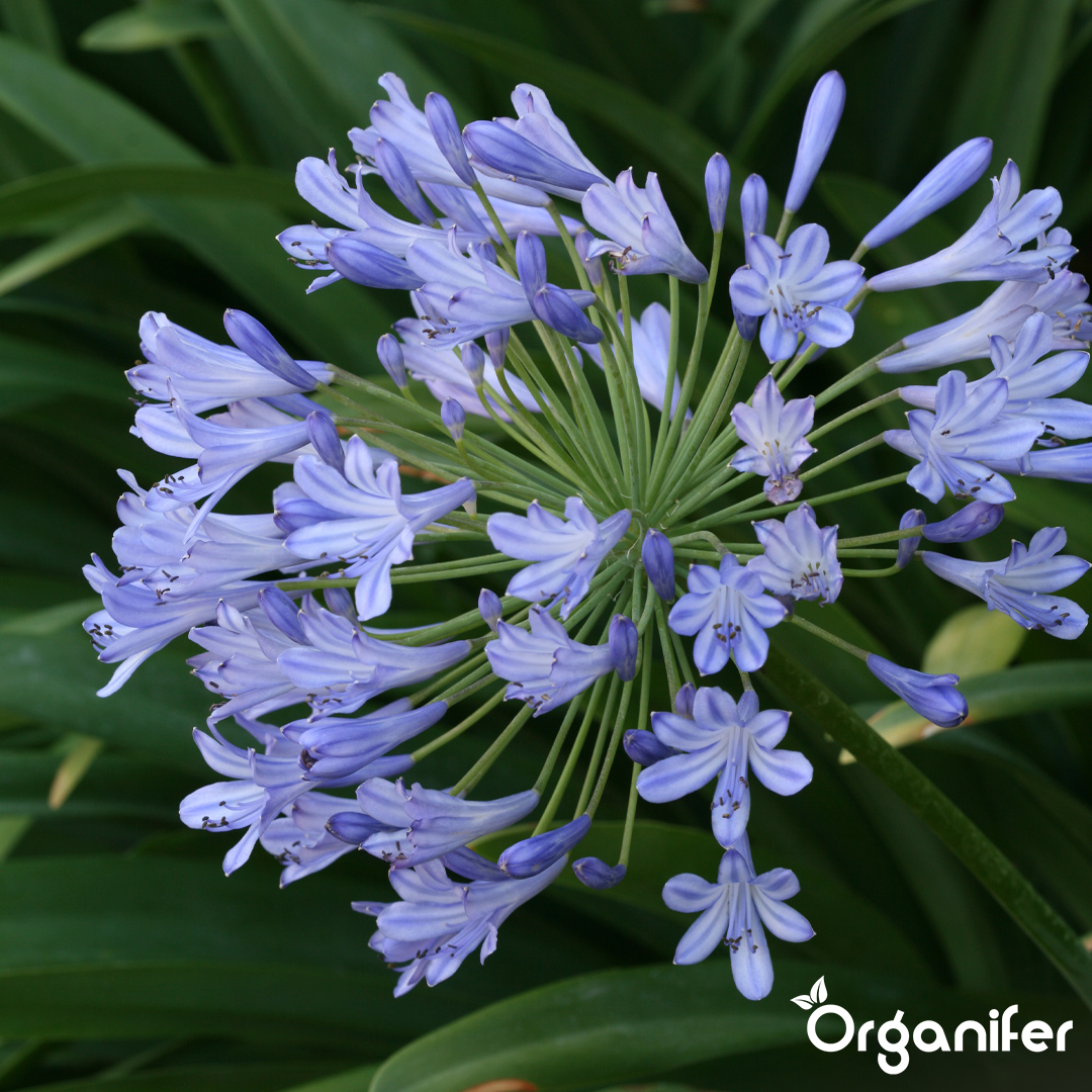 Agapanthus