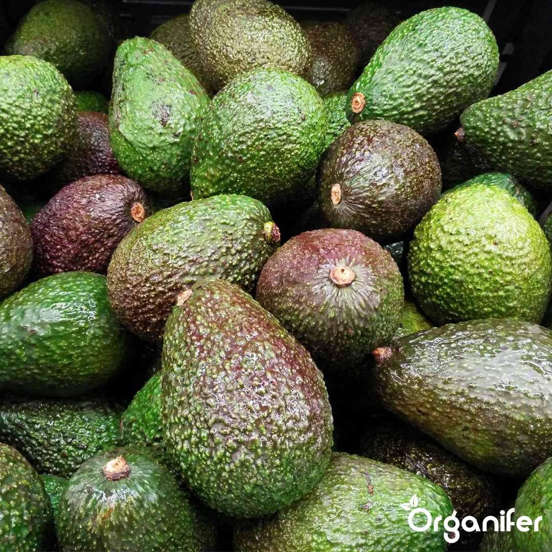 liquid fertiliser avocado