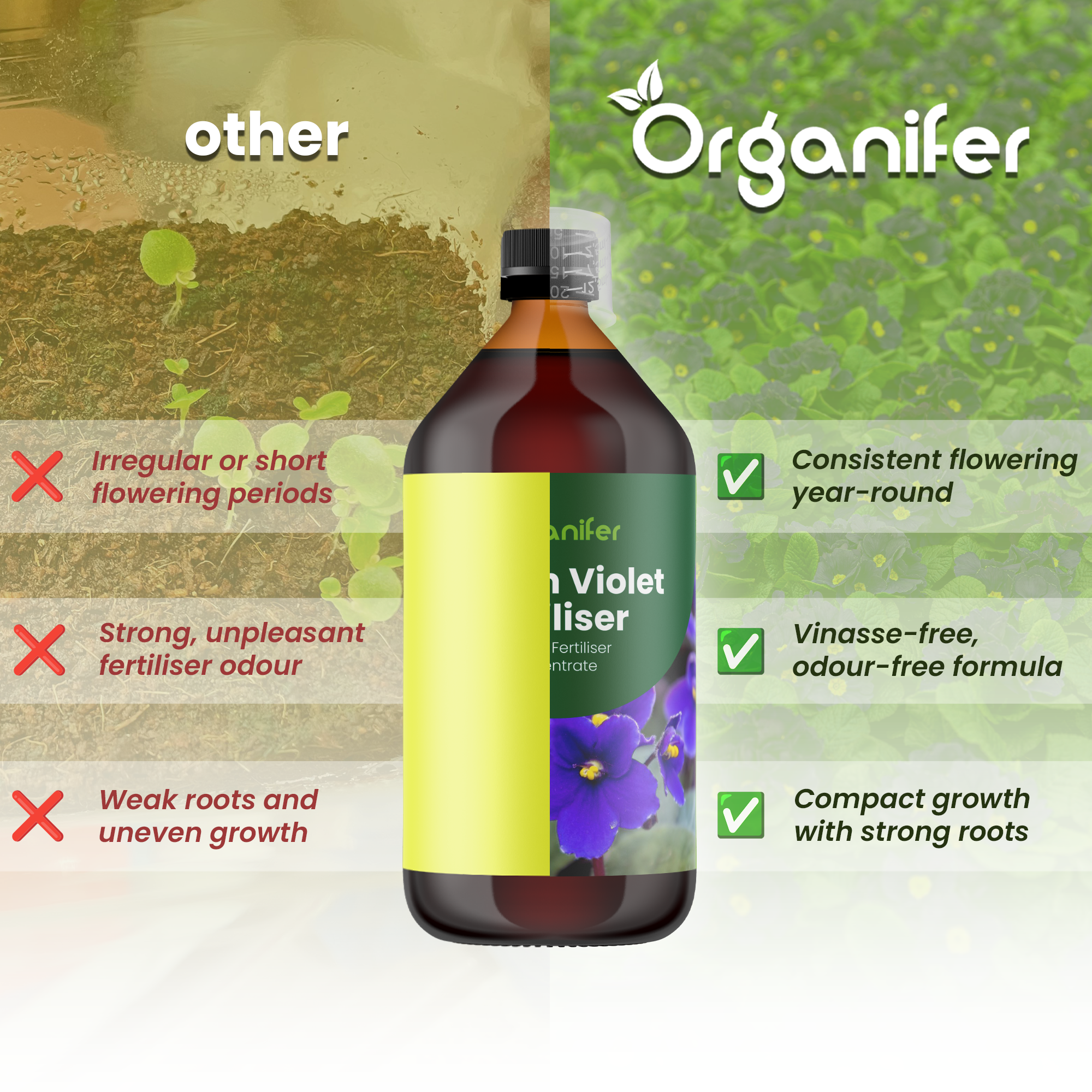 African violet comparison english