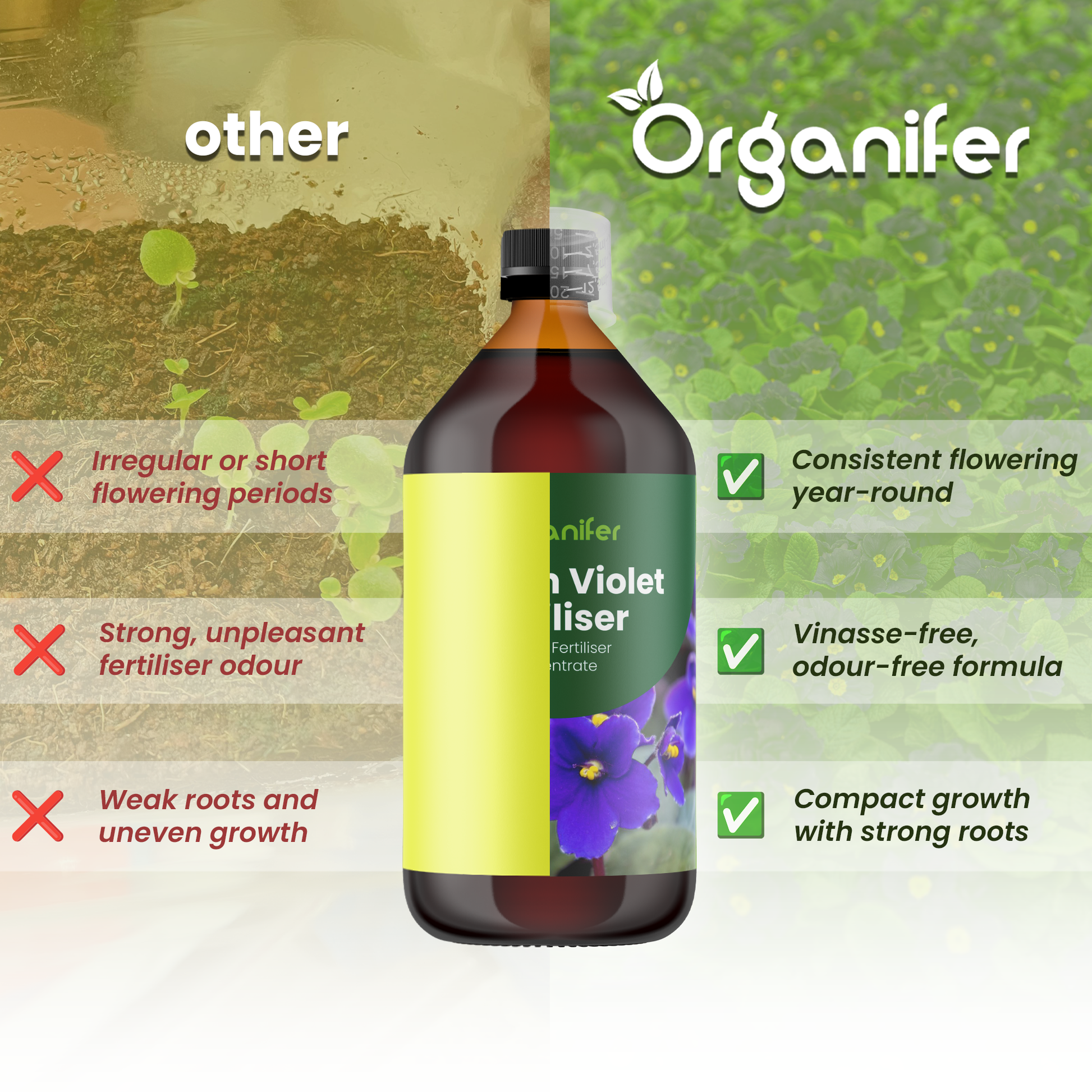 African violet comparison english