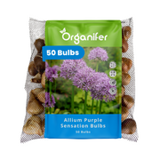 50 Allium Purple Sensation Bulbs