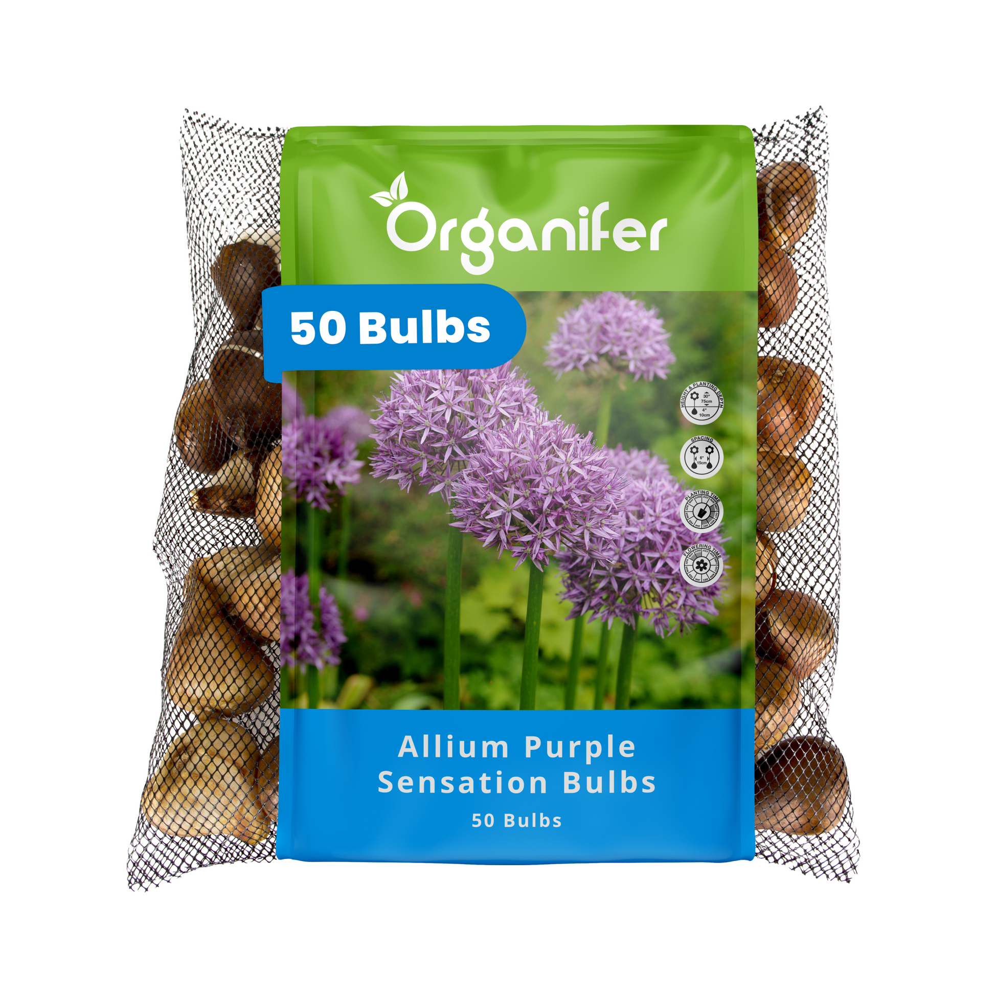 50 Allium Purple Sensation Bulbs