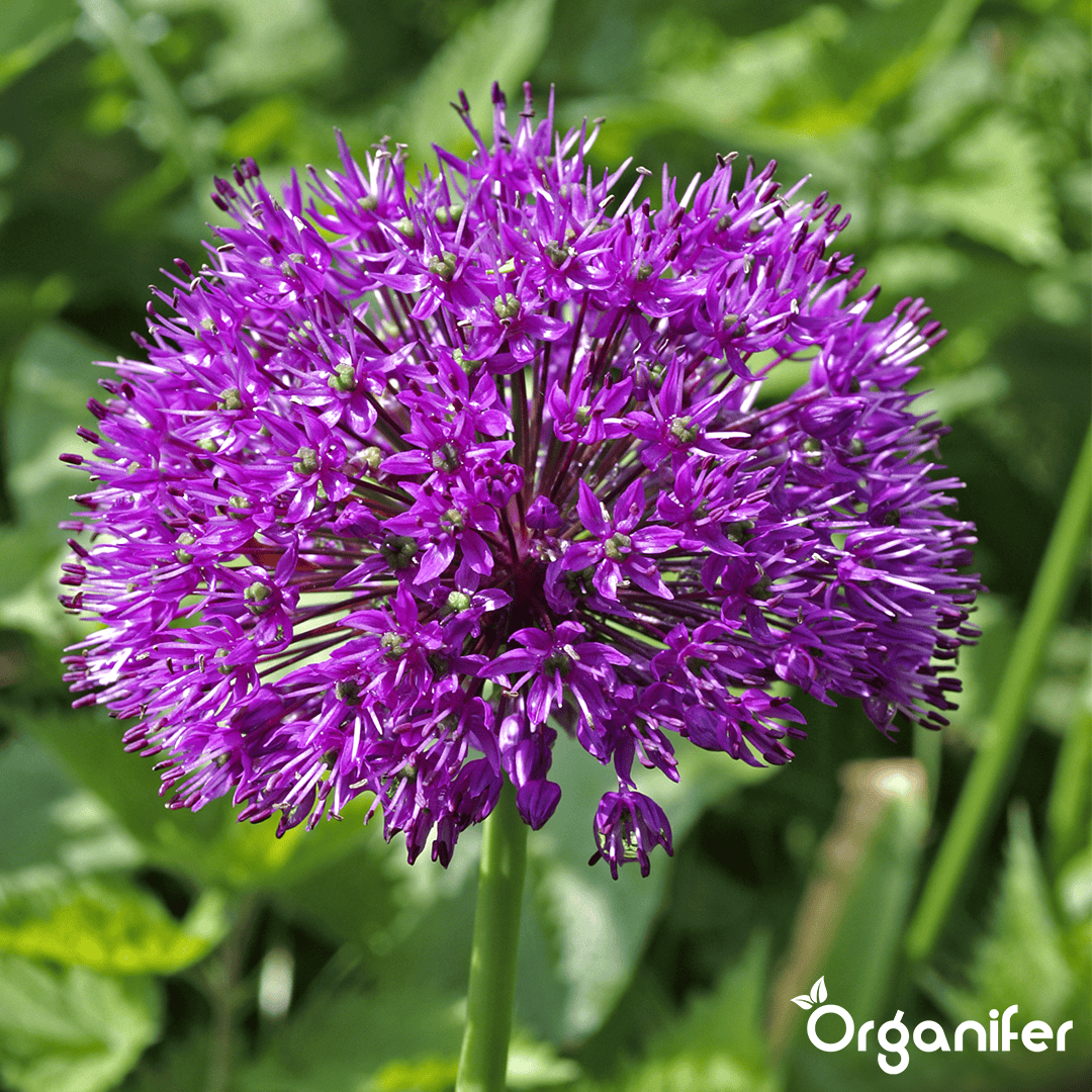 500 Allium Purple Sensation Bollen (XXL Bloembollen formaat 12/+ cm)