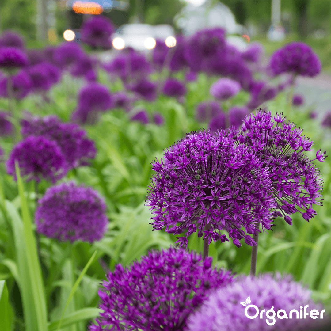 500 Allium Purple Sensation Bollen (XXL Bloembollen formaat 12/+ cm)