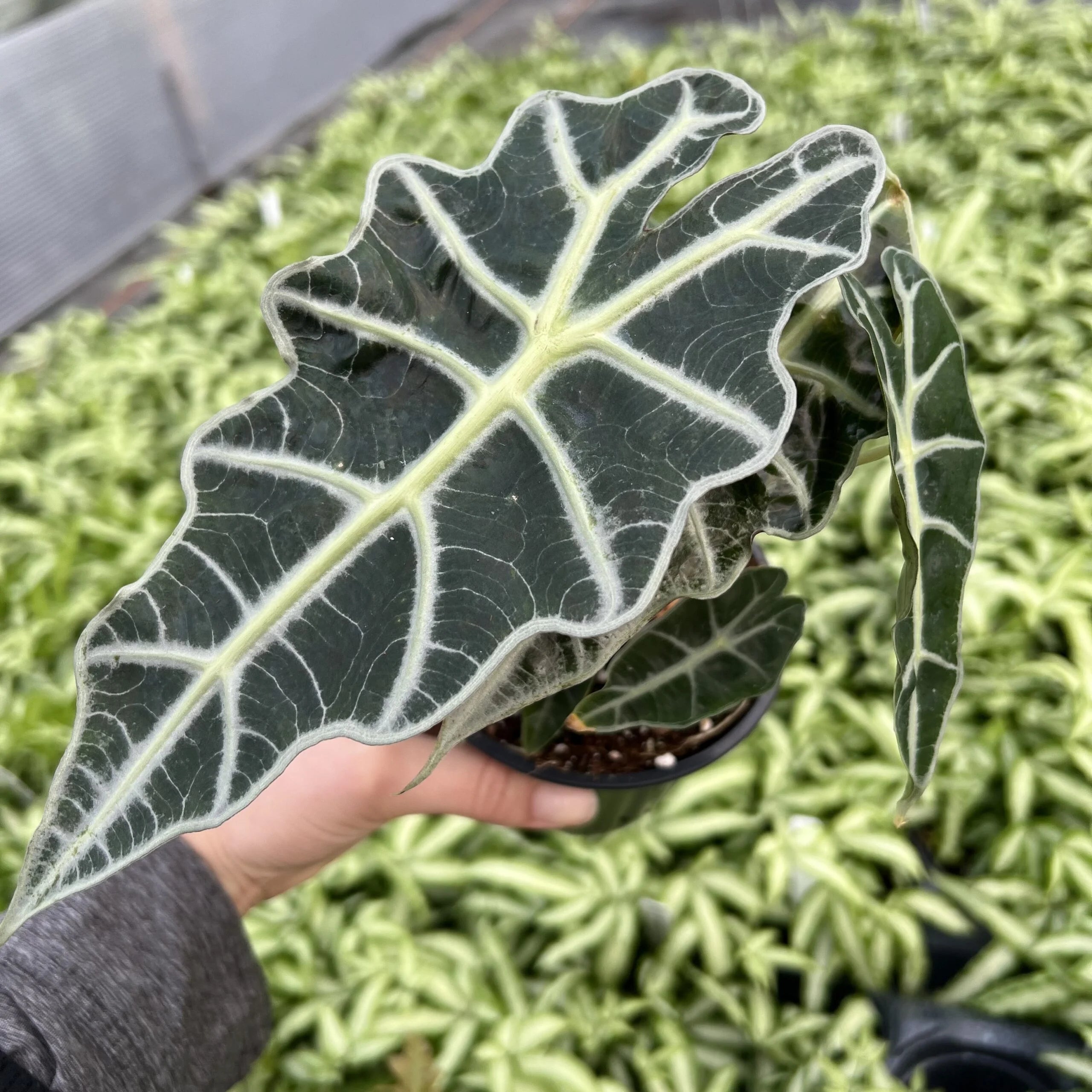 Improved Stress Resistance in Indoor Environments