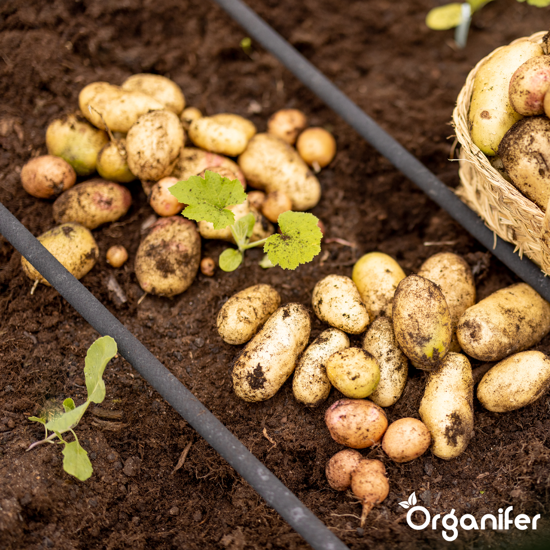 Ammonium Sulphate Fertiliser 10