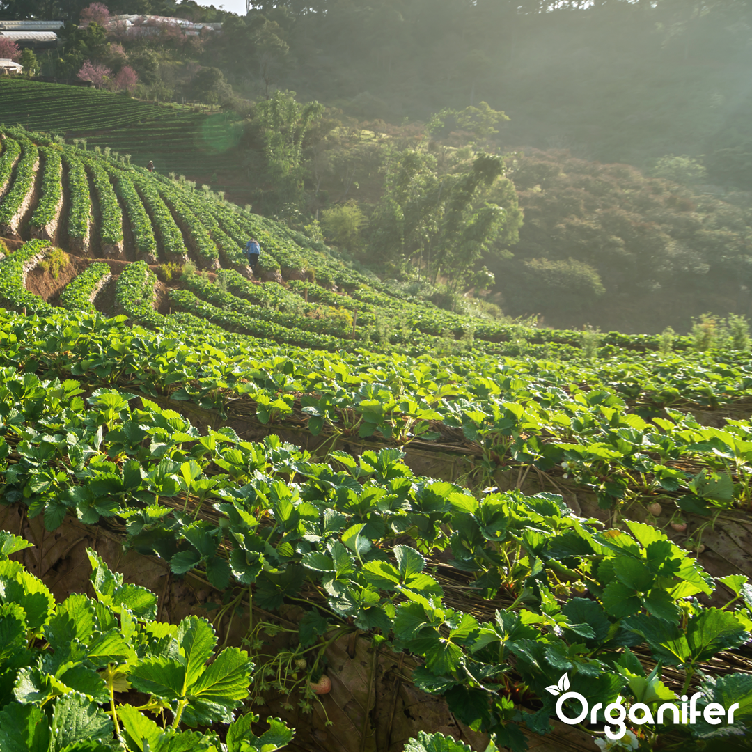 Ammonium Sulphate Fertiliser 1