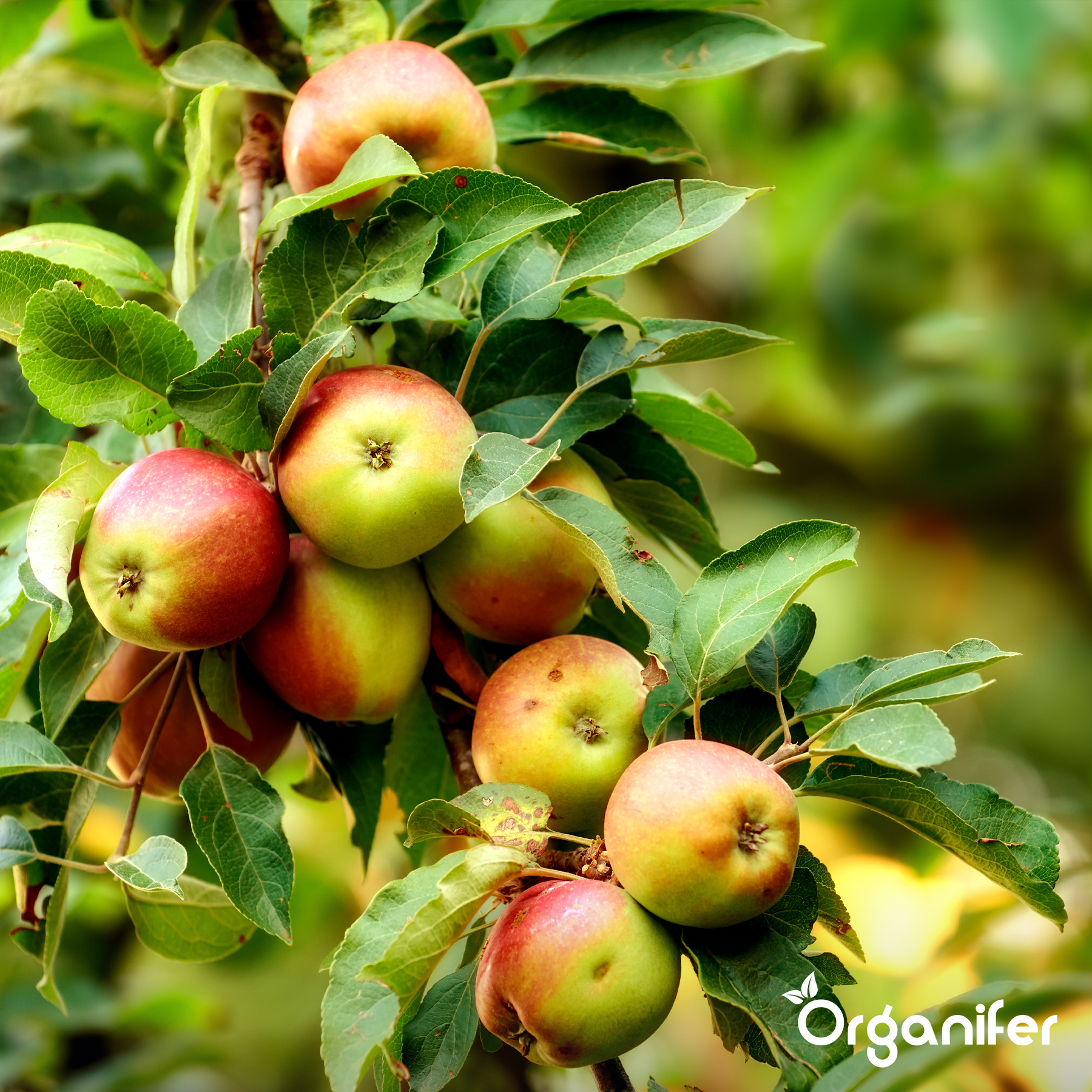 Ammonium Sulphate Fertiliser 3