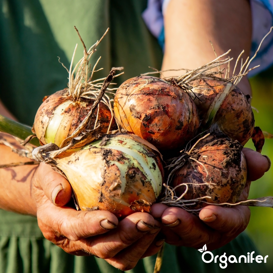 Ammonium Sulphate Fertiliser 4