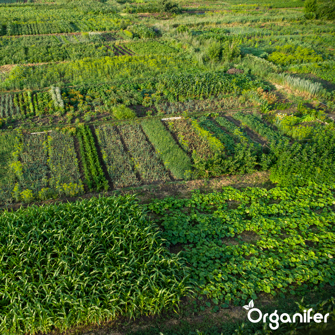 Ammonium Sulphate Fertiliser 5