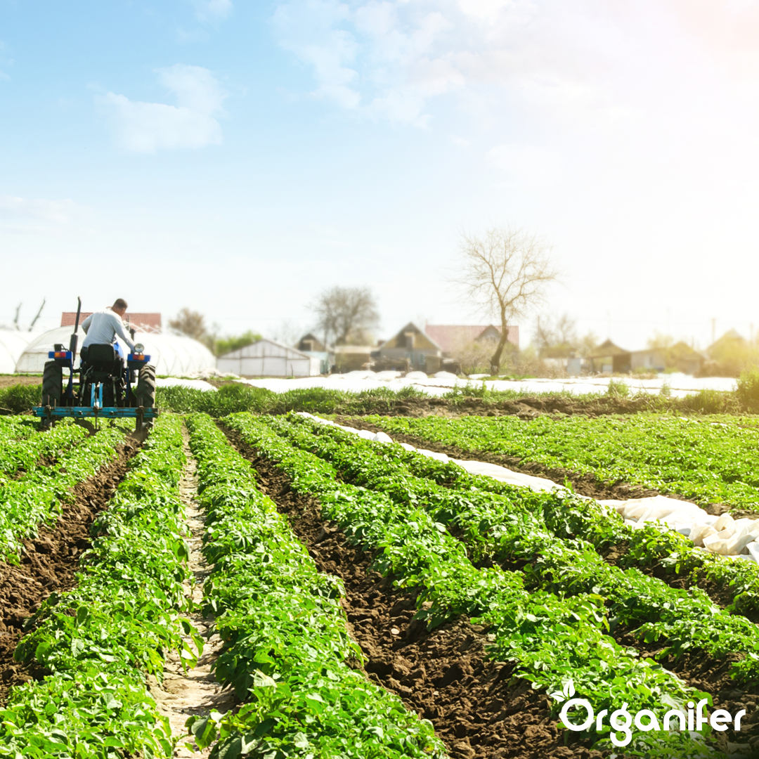 Ammonium Sulphate Fertiliser 6