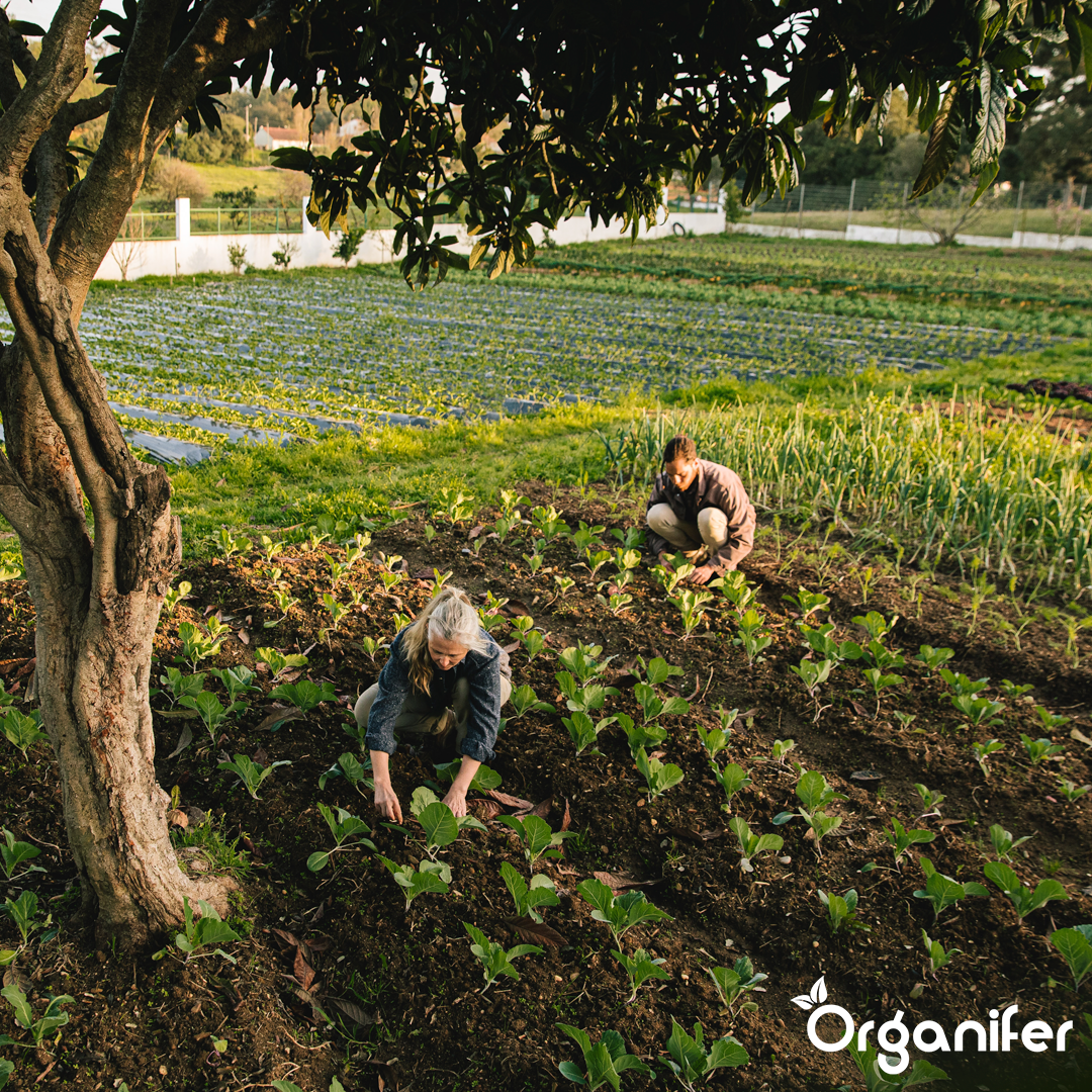 Ammonium Sulphate Fertiliser 7