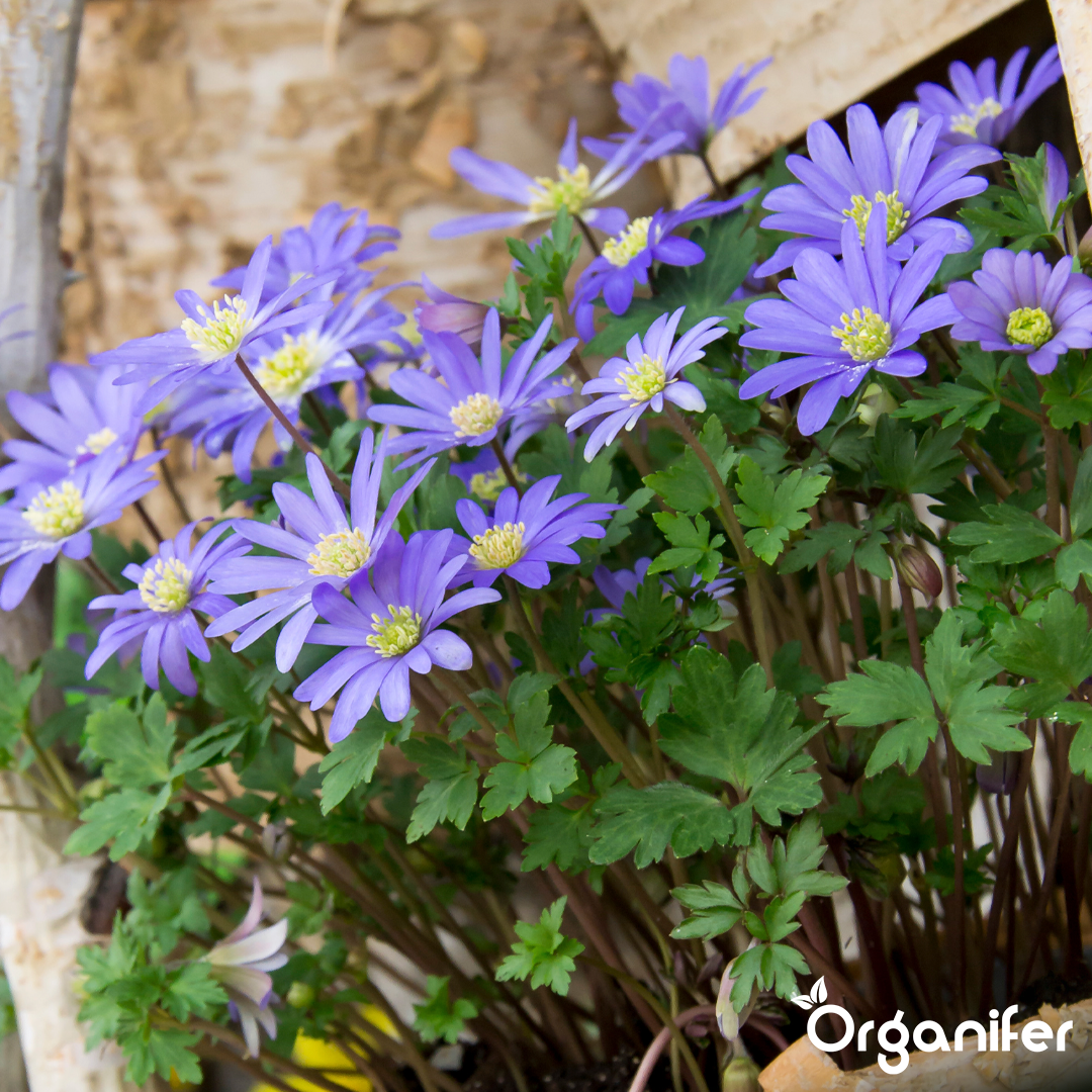 Anemones – Blue Windflowers 6