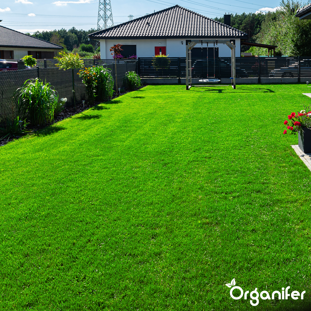 Arida Drought Resistant Lawn 1