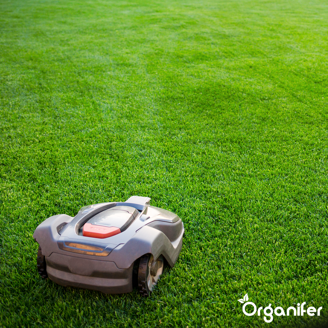 Arida Drought Resistant Lawn 13