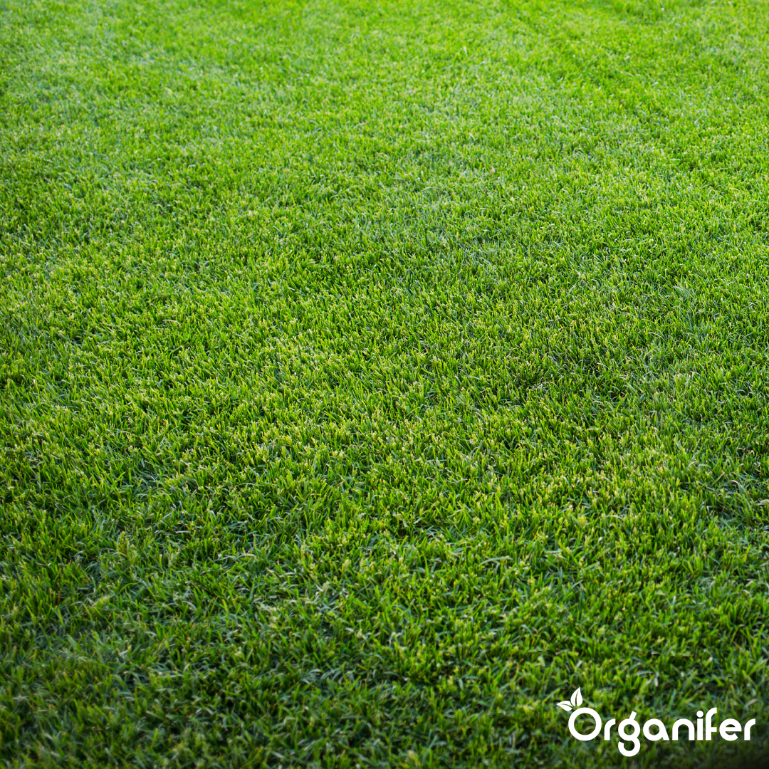 Arida Drought Resistant Lawn 14