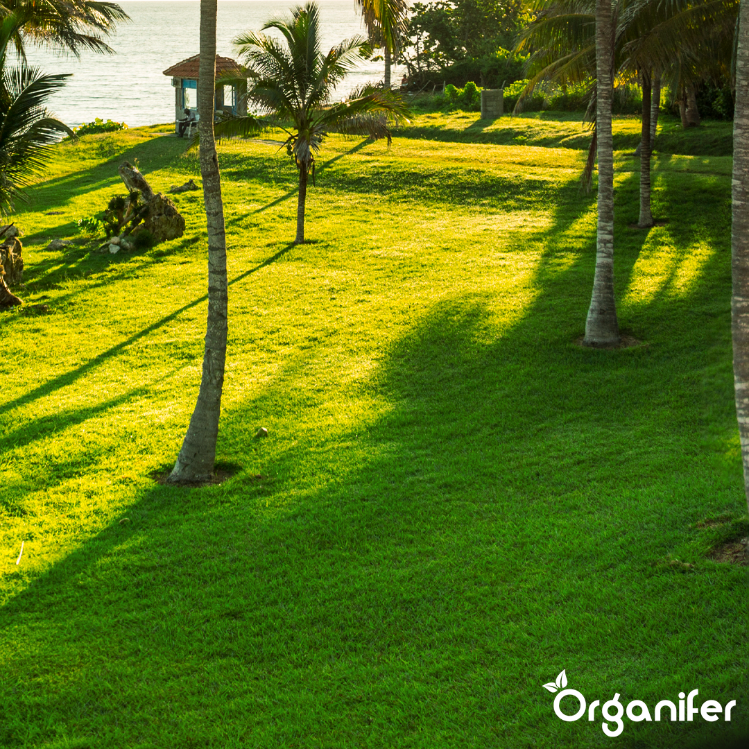 Arida Drought Resistant Lawn 17