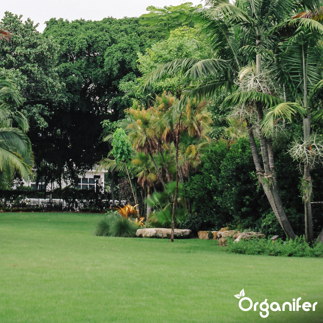 Arida Drought Resistant Lawn 18