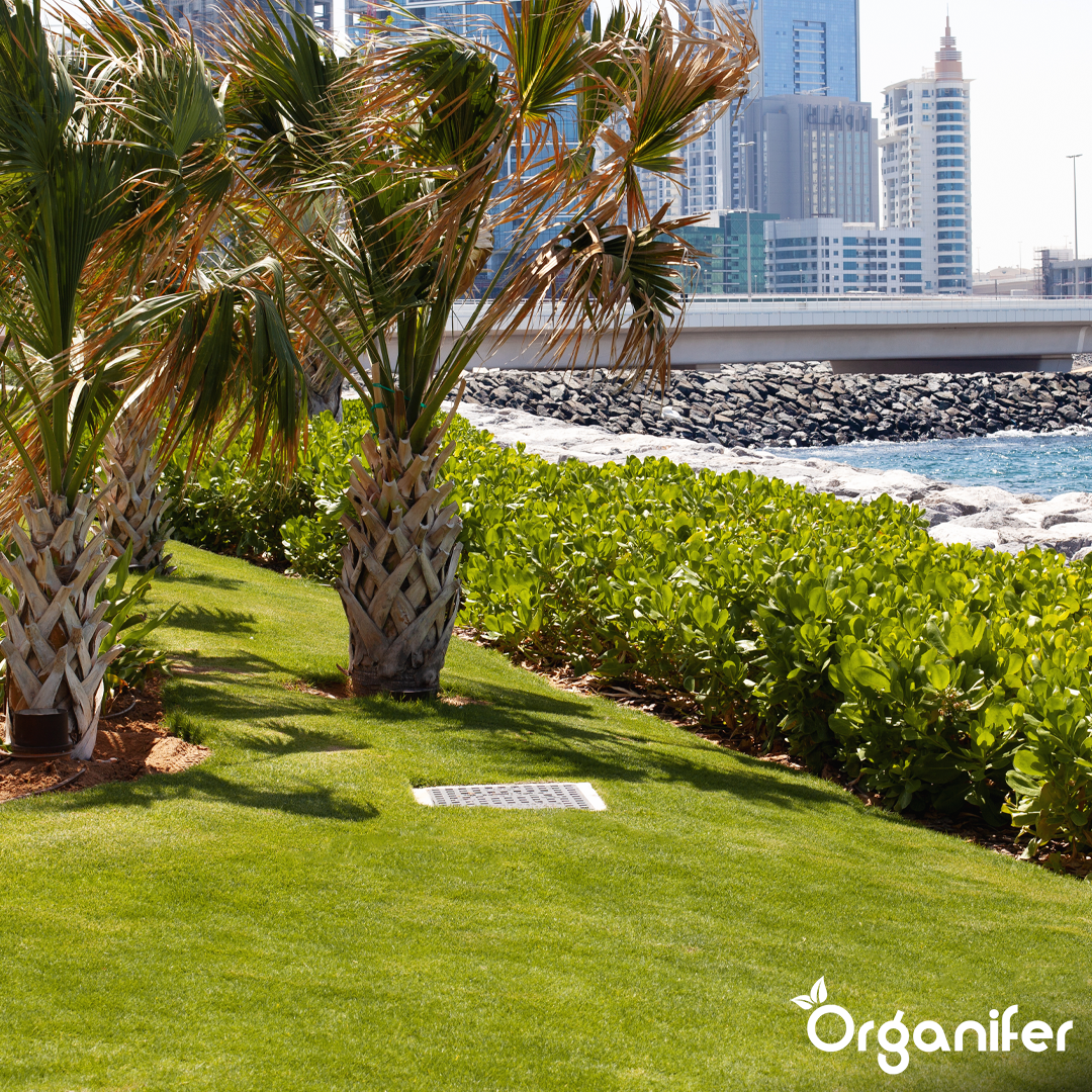 Arida Drought Resistant Lawn 19