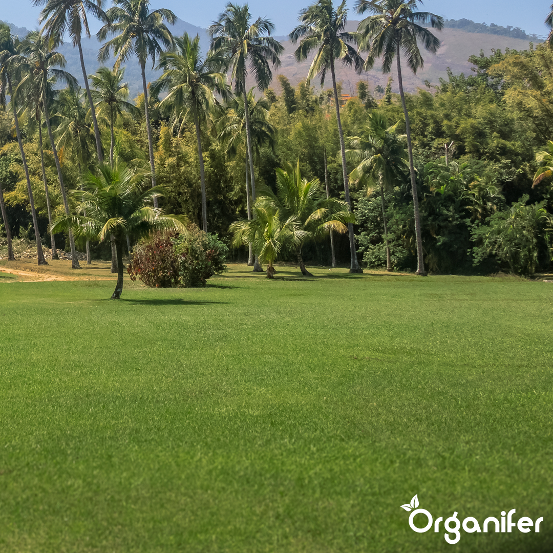 Arida Drought Resistant Lawn 20