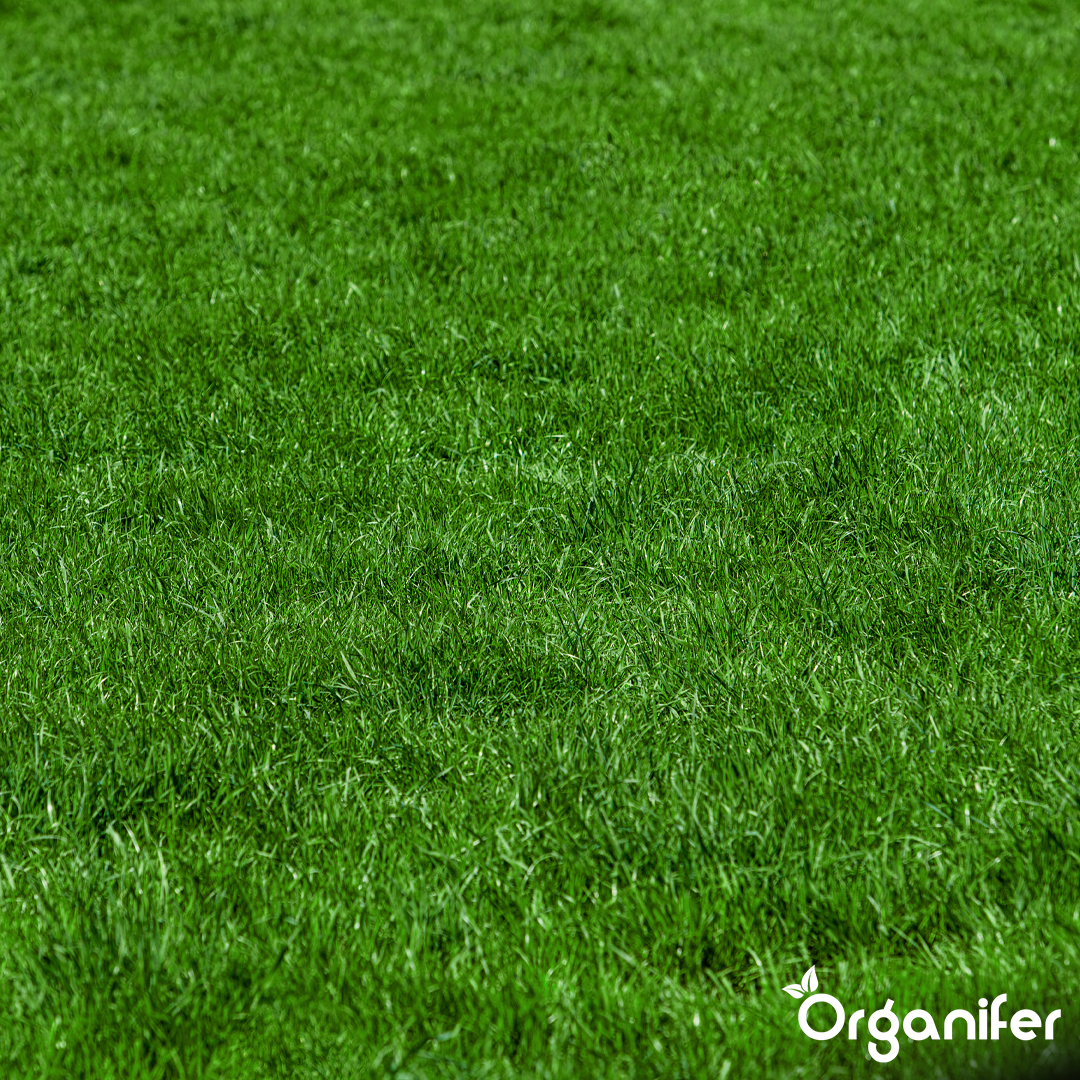 Arida Drought Resistant Lawn 5