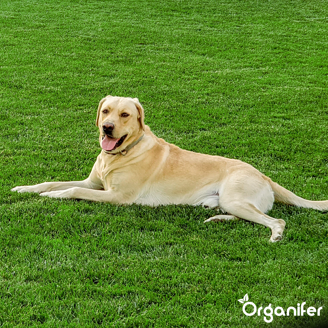 Arida Drought Resistant Lawn 6