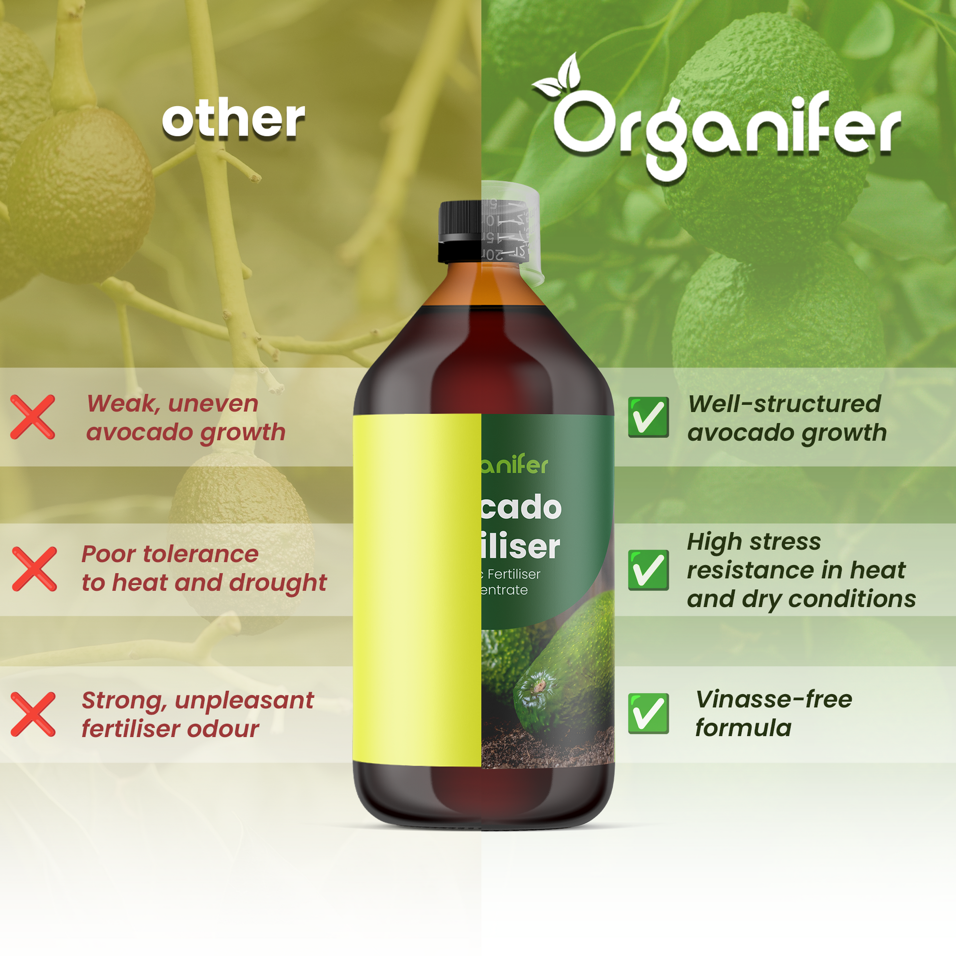 Avocado comparison english