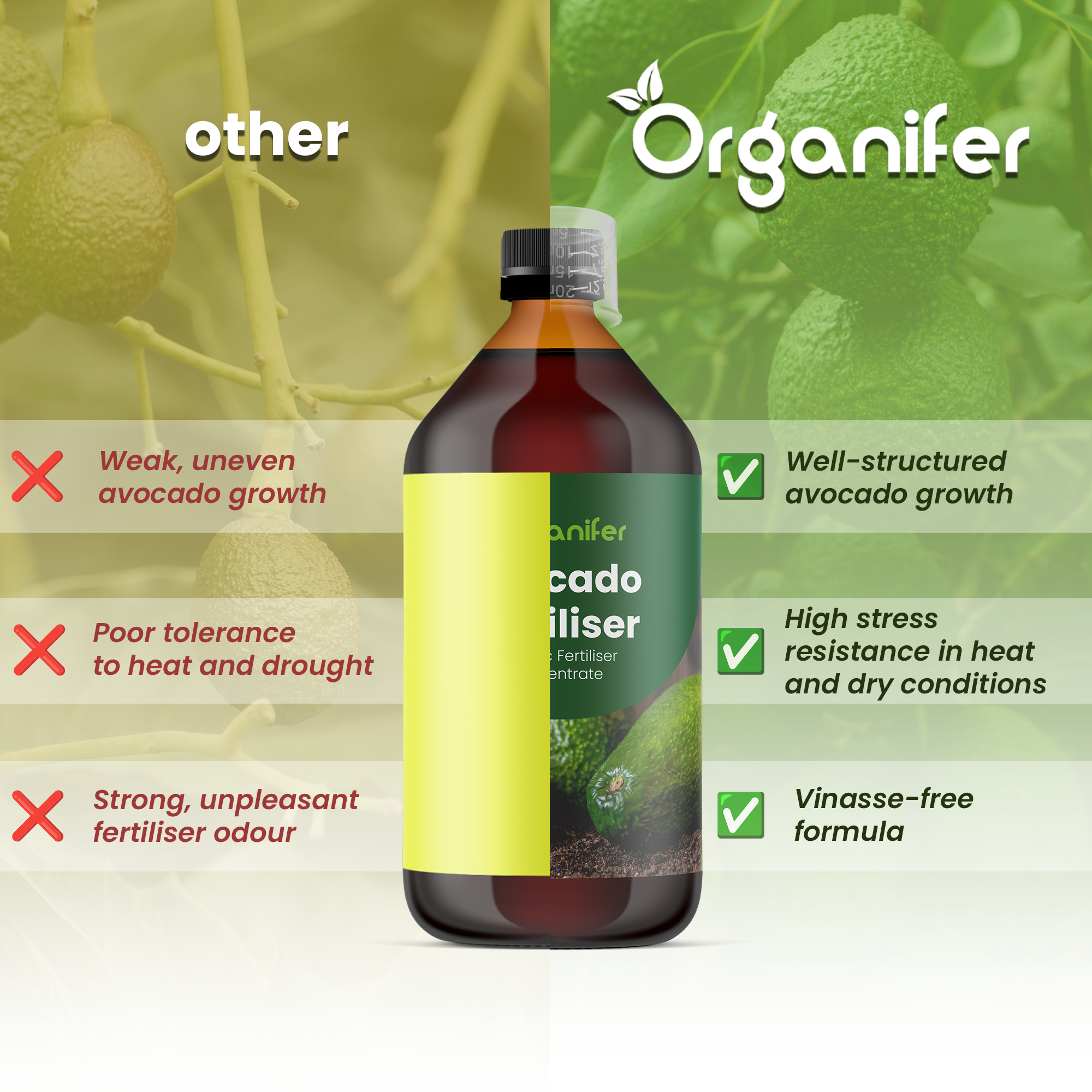 Avocado comparison english