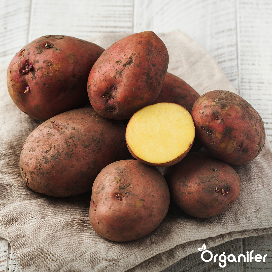 BIO Potato Seeds Alouette A 28_35 10