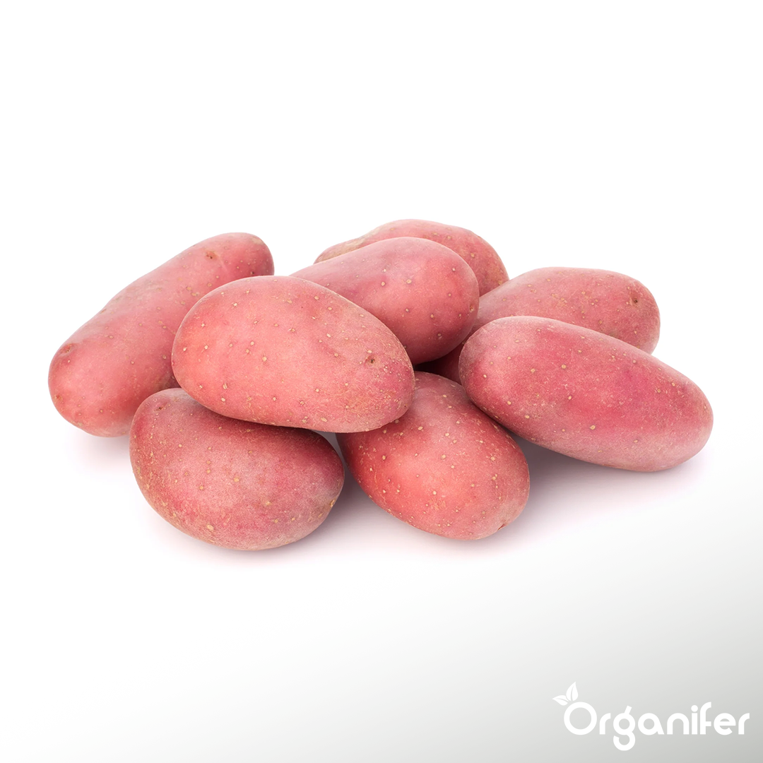 BIO Potato Seeds Alouette A 28_35 2