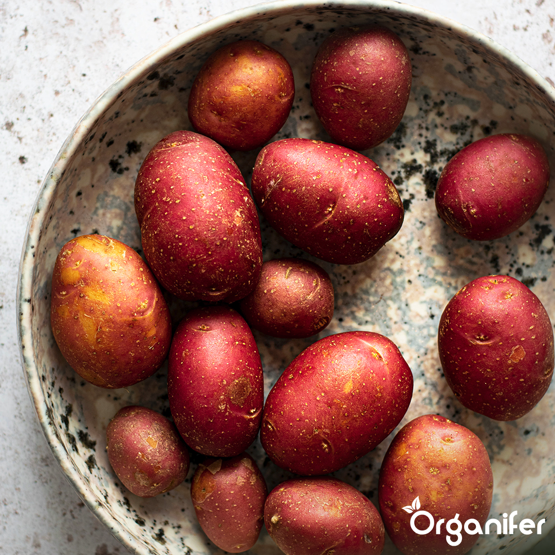 BIO Potato Seeds Alouette A 28_35 3