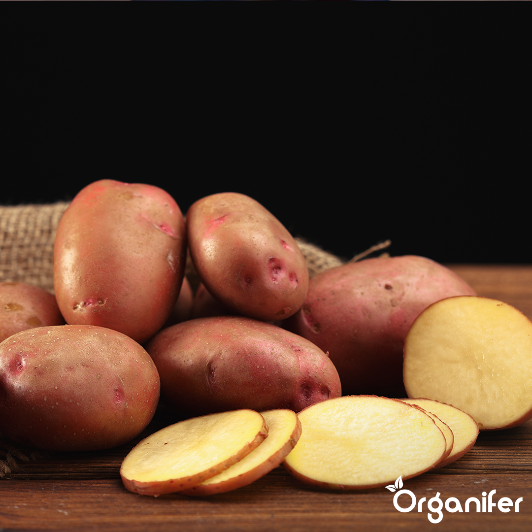 BIO Potato Seeds Alouette A 28_35 5