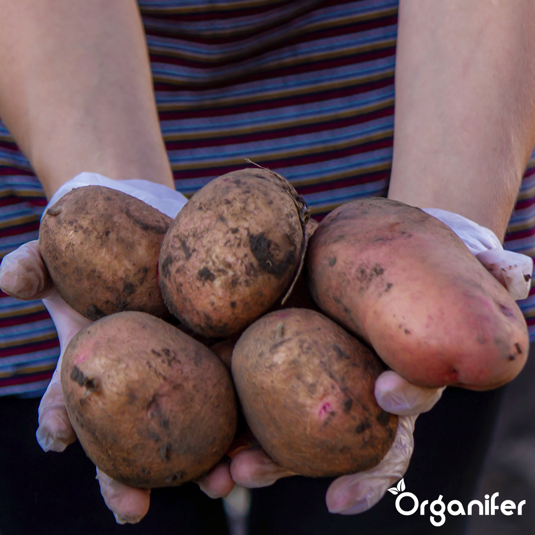 BIO Potato Seeds Alouette A 28_35 6
