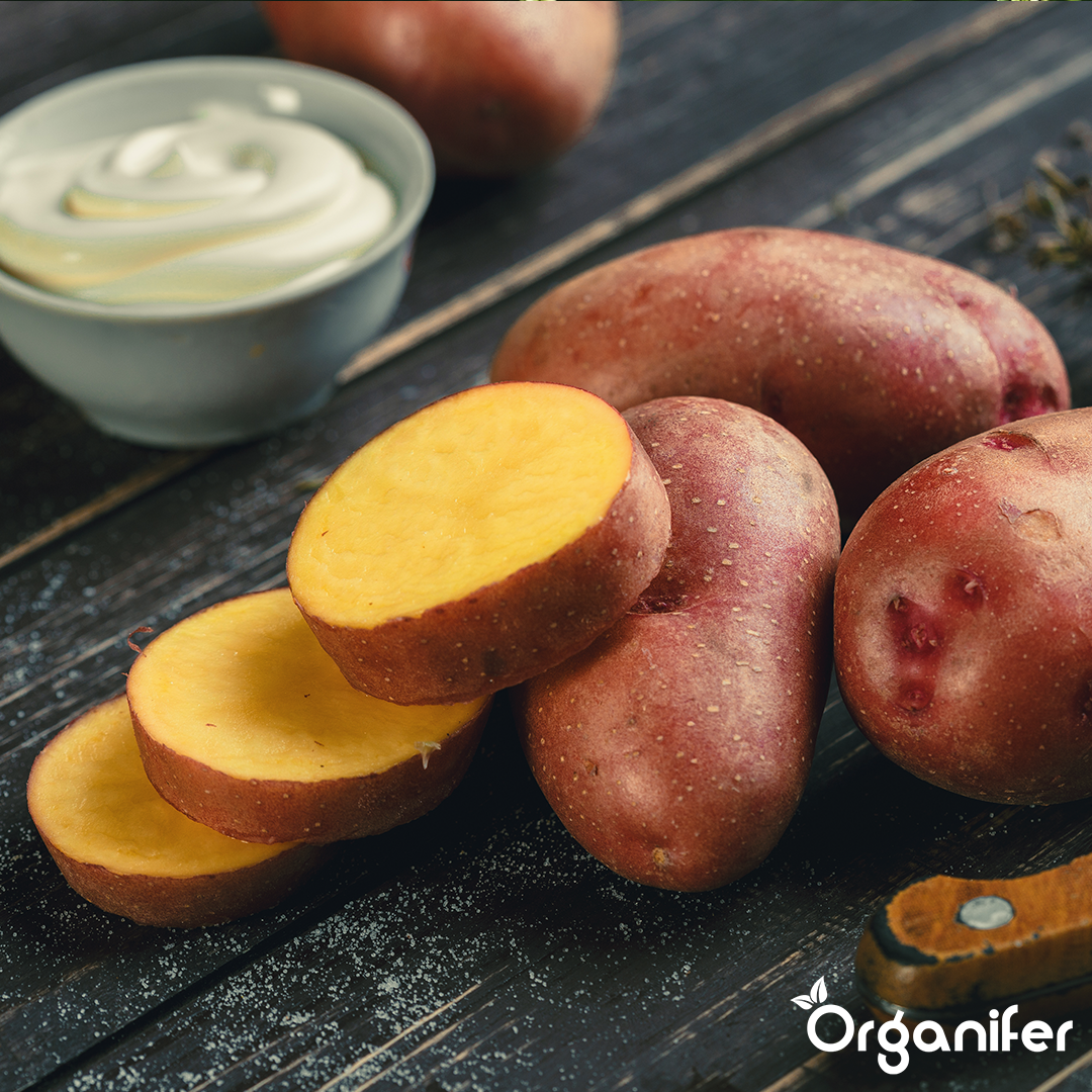 BIO Potato Seeds Alouette A 28_35 8