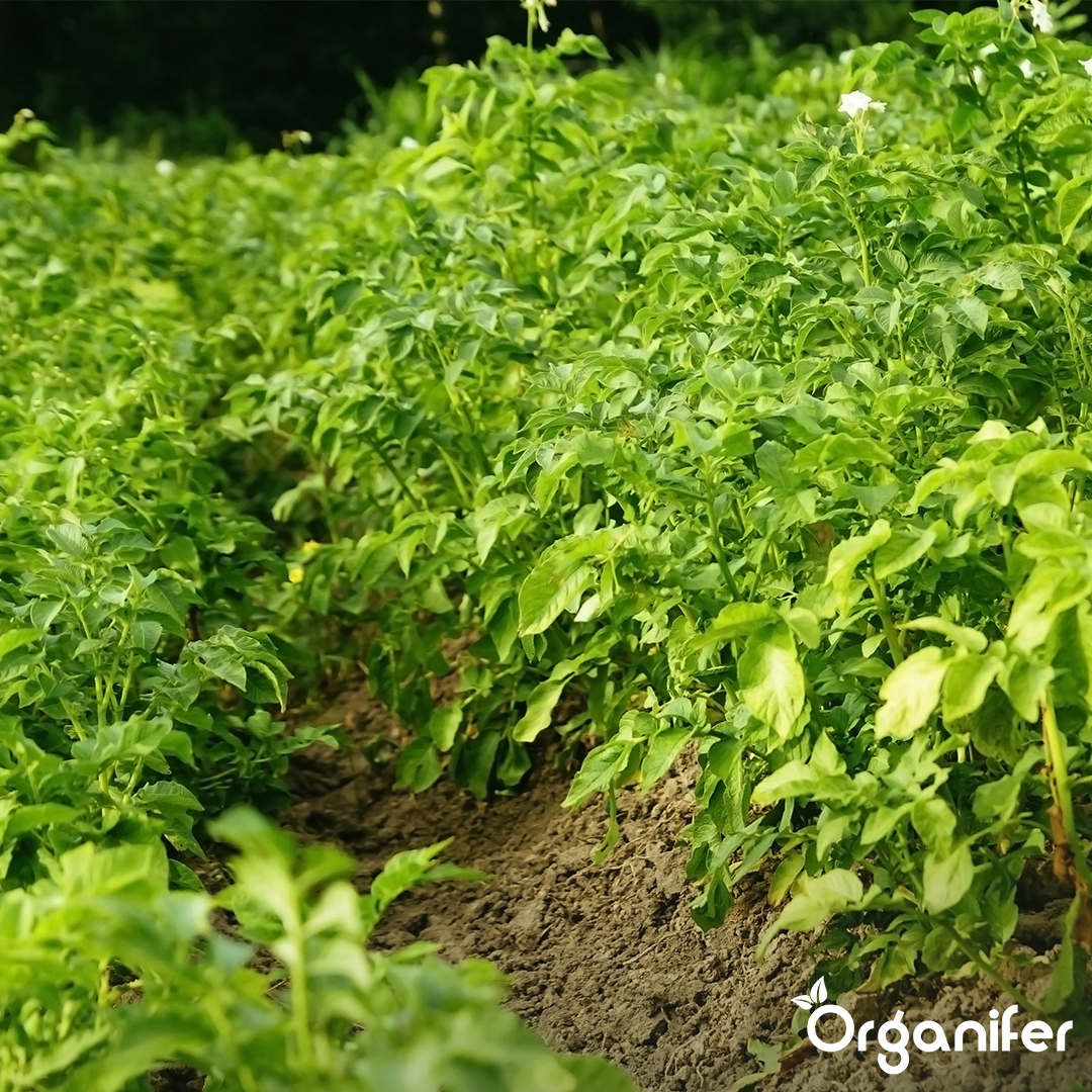 BIO Potato Seeds Alouette A 28_35 9