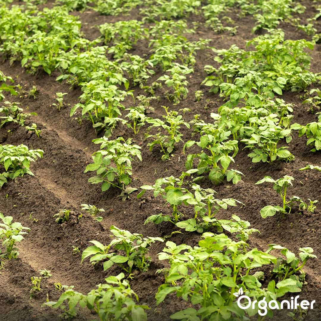 BIO Potato Seeds Vitabella A 28_35 10