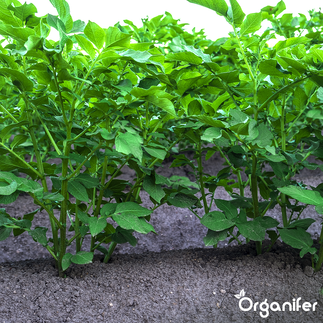 BIO Potato Seeds Vitabella A 28_35 1