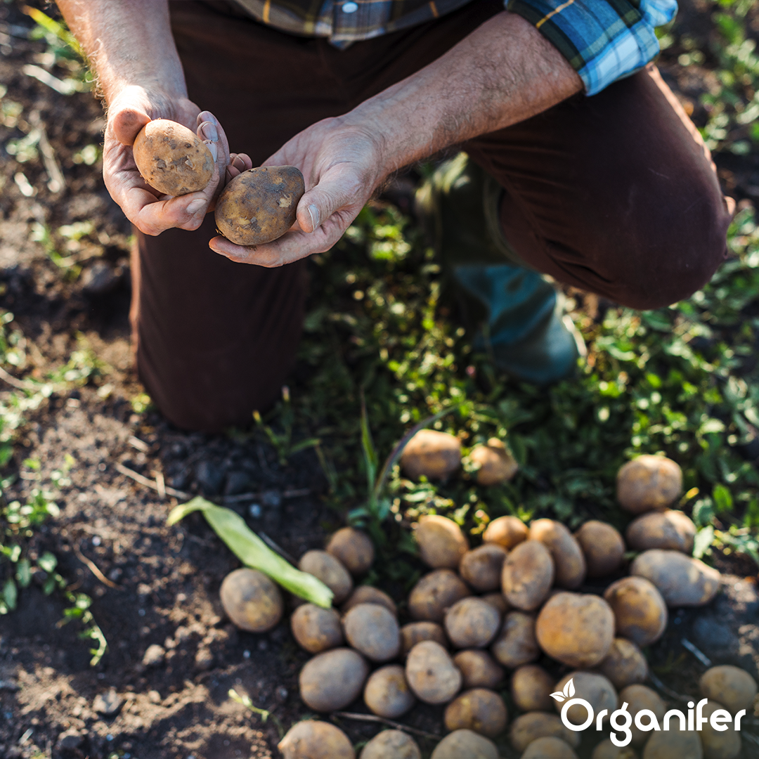 BIO Potato Seeds Vitabella A 28_35 2