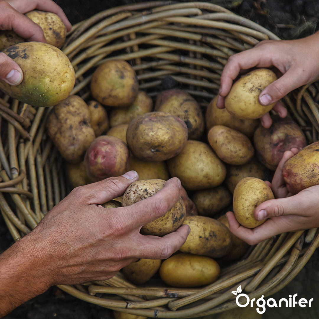 BIO Potato Seeds Vitabella A 28_35 3