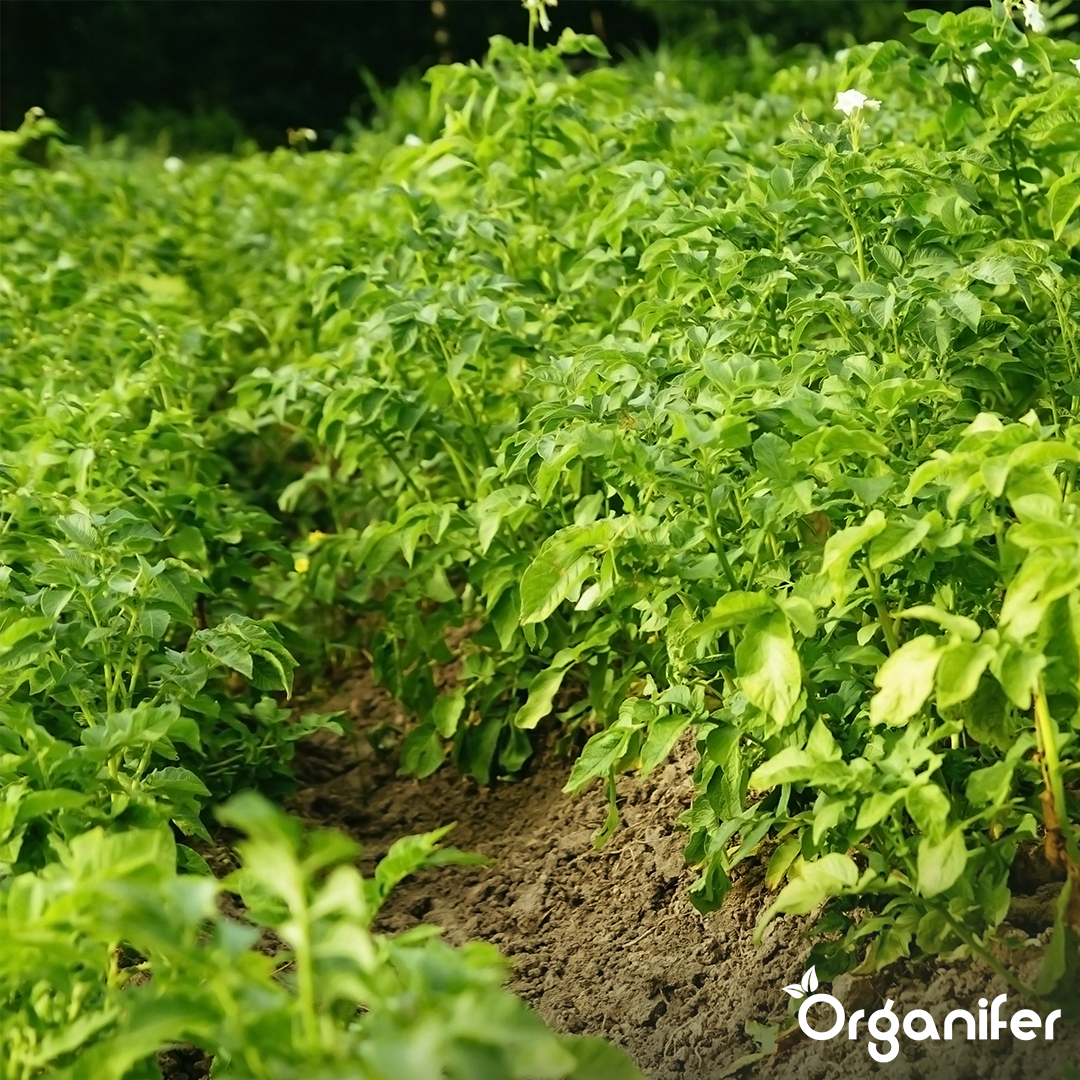 BIO Potato Seeds Vitabella A 28_35 5