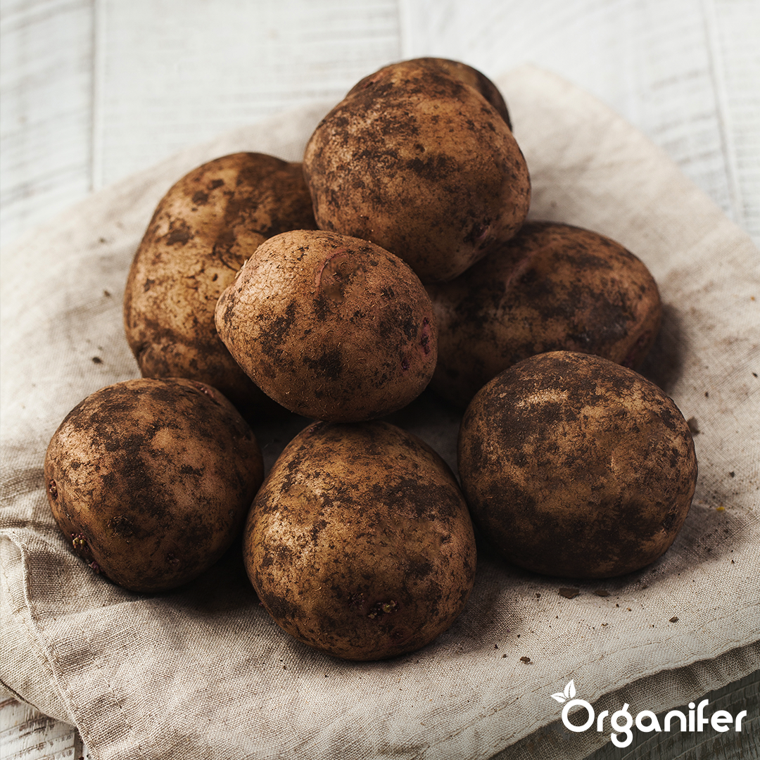 BIO Potato Seeds Vitabella A 28_35 6