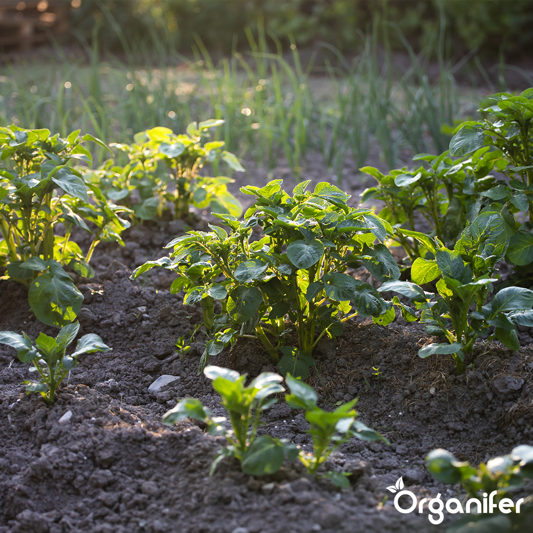 BIO Potato Seeds Vitabella A 28_35 9