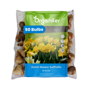 Bag of Organifer Dutch Master Daffodils bulbs with a clear window showing the bulbs inside.